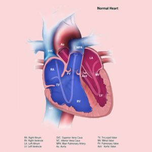 NORMAL HEART
