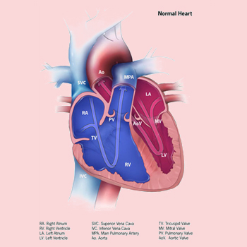 NORMAL HEART