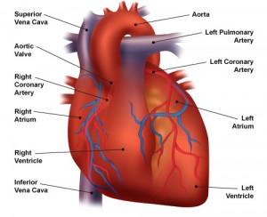 coronary arteries